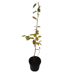 Glotnioji medlieva - Amelanchier laevis BALLERINA