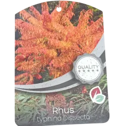 Rhus typhina DISSECTA