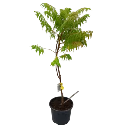 Rhus typhina DISSECTA