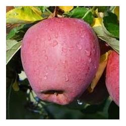 Obelų sodinukai internetu su pristatymu į namus