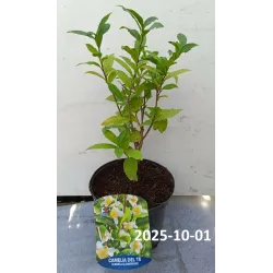 Kininis (tikrasis) arbatmedis - Camellia sinensis