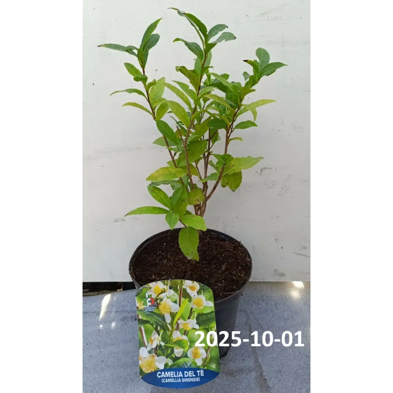 Kininis (tikrasis) arbatmedis - Camellia sinensis