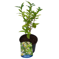 Kininis arbatmedis su pristatymu į namus