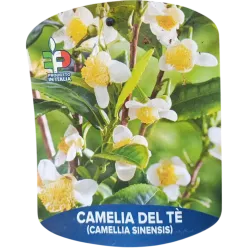 Kininis (tikrasis) arbatmedis - Camellia sinensis