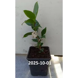 Camellia Brushfields yellow