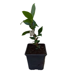 Camellia Brushfields yellow