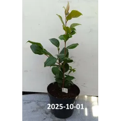 Kamelija - Camellia TRICOLOR