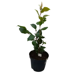 Kamelija - Camellia TRICOLOR