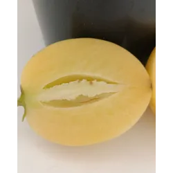 Solanum muricatum PEPINO GOLD