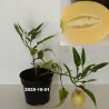 Solanum muricatum PEPINO GOLD