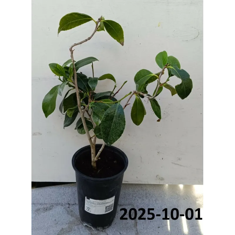 Kamelija - Camellia GIULIO NUCCIO