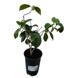 Kamelija - Camellia GIULIO NUCCIO