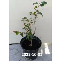 Camellia SPRING FESTIVAL