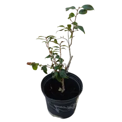 Kamelija - Camellia SPRING FESTIVAL