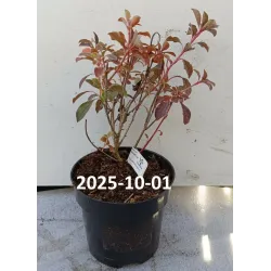 Enkianthus campanulatus