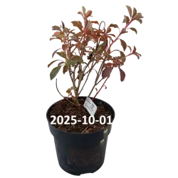 Katilėlinis sietminas - Enkianthus campanulatus