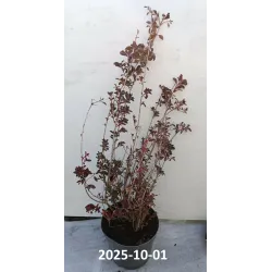 Enkianthus campanulatus