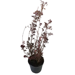 Enkianthus campanulatus