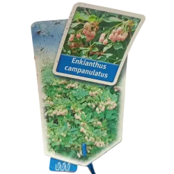 Enkianthus campanulatus