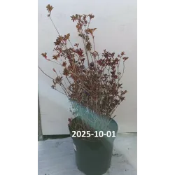 Enkianthus campanulatus