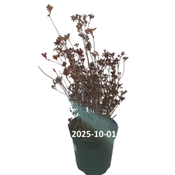 Enkianthus campanulatus