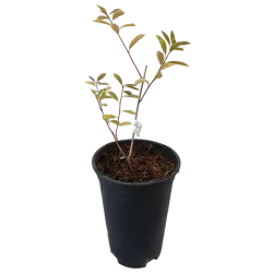 Egzochorda - Exochorda × macrantha THE BRIDE