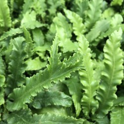 Kalnarūtė - Asplenium scolopendrium ANGUSTIFOLIA