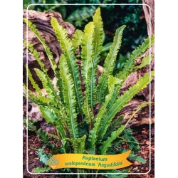 Asplenium scolopendrium ANGUSTIFOLIA
