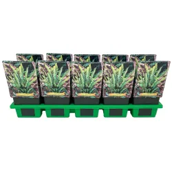 Asplenium scolopendrium ANGUSTIFOLIA