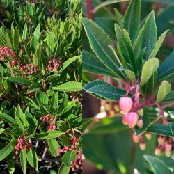 Arbutus unedo MERCURIUS