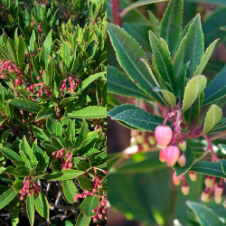 Žemuoginis arbutas - Arbutus unedo MERCURIUS