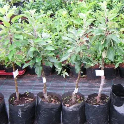 Koloninė obelis - Malus domestica FLAMENCO (Ballerina Obelisk)