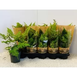 Hoogeveen augintojo vijokliniai ir kiti augalai internetu