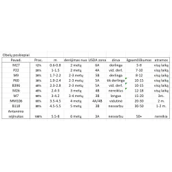 Obelis (koloninė, posk. M26) - Malus domestica VALYUTA (VALIUTA) C3/5.6 (2 metai)