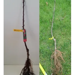 Koloninė obelis - Malus domestica VALIUTA