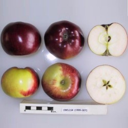 Koloninė obelis - Malus domestica FLAMENCO (Ballerina Obelisk)