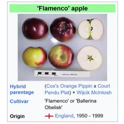 Koloninė obelis - Malus domestica FLAMENCO (Ballerina Obelisk)