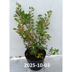 Pūkenis - YOUNG LADY