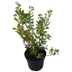 Pūkenis - YOUNG LADY