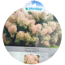 Pūkenis - YOUNG LADY