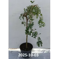 Paprastoji karagana (geltonasis žirnmedis)  -  Caragana arborescens PENDULA