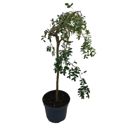 Paprastoji karagana (geltonasis žirnmedis)  -  Caragana arborescens PENDULA