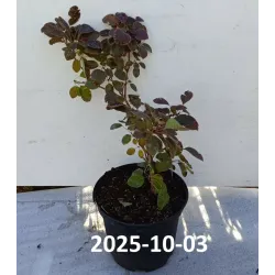 Europinis pūkenis - Cotinus coggygria ROYAL PURPLE