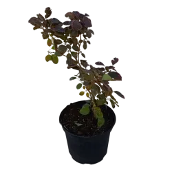 Europinis pūkenis - Cotinus coggygria ROYAL PURPLE