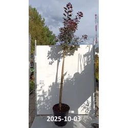 Europinis pūkenis - Cotinus coggygria ROYAL PURPLE