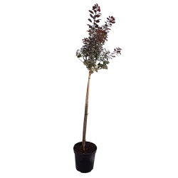 Europinis pūkenis - Cotinus coggygria ROYAL PURPLE