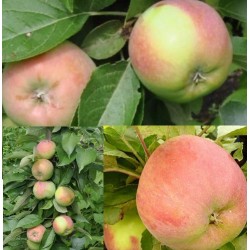 Žagarės sodų vaismedžiai internetu su pristatymu į namus