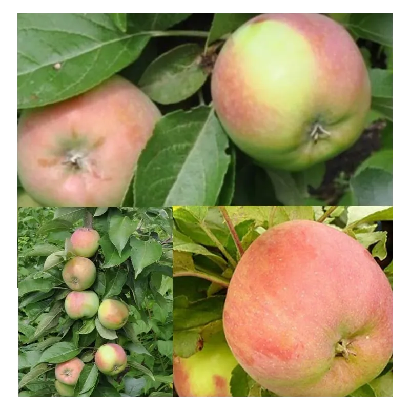 Obelų sodinukai internetu su pristatymu į namus