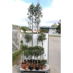Europinis alyvmedis - Olea europaea CIPRESSINO