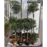 Europinis alyvmedis - Olea europaea